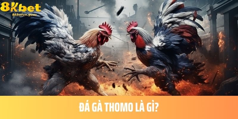 Đá Gà Thomo Là Gì?